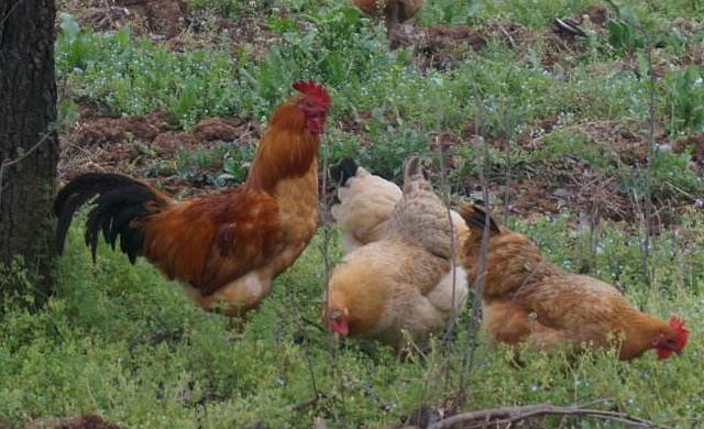 养鸡真能挣到钱吗,养鸡行业的前景和现状