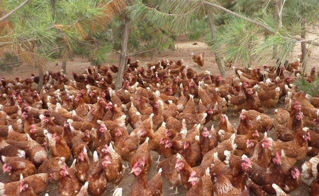 养鸡真能挣到钱吗,养鸡行业的前景和现状