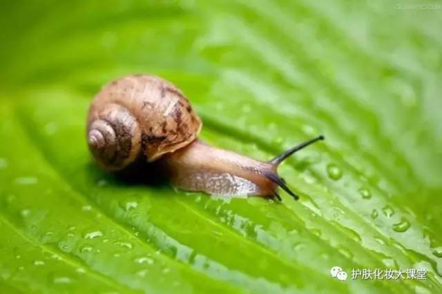 素颜霜是真的假的,素颜霜的真实存在吗