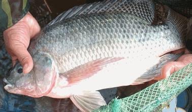 鱼类烂鳍烂尾,鱼类烂鳃引起原因