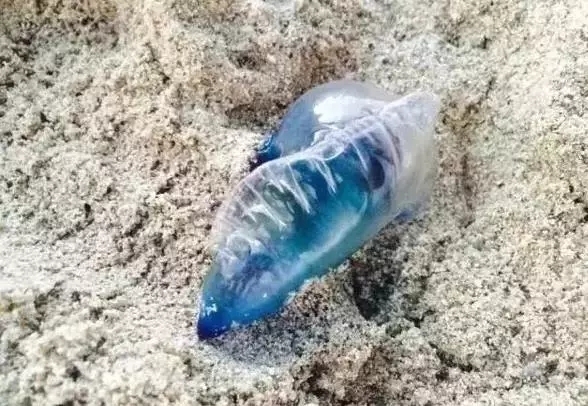 去厦门海滩玩有危险吗,在海边看到什么东西就要赶紧跑