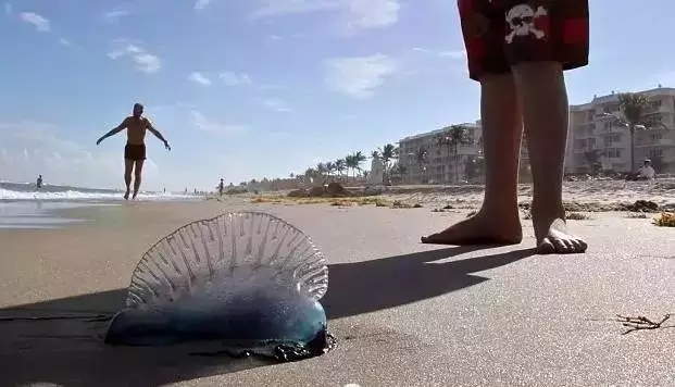 去厦门海滩玩有危险吗,在海边看到什么东西就要赶紧跑
