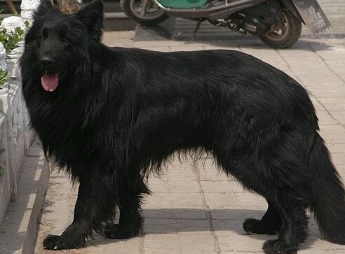 十大最值得养的土狗,最好养的十大土狗