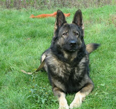 十大最值得养的土狗,最好养的十大土狗