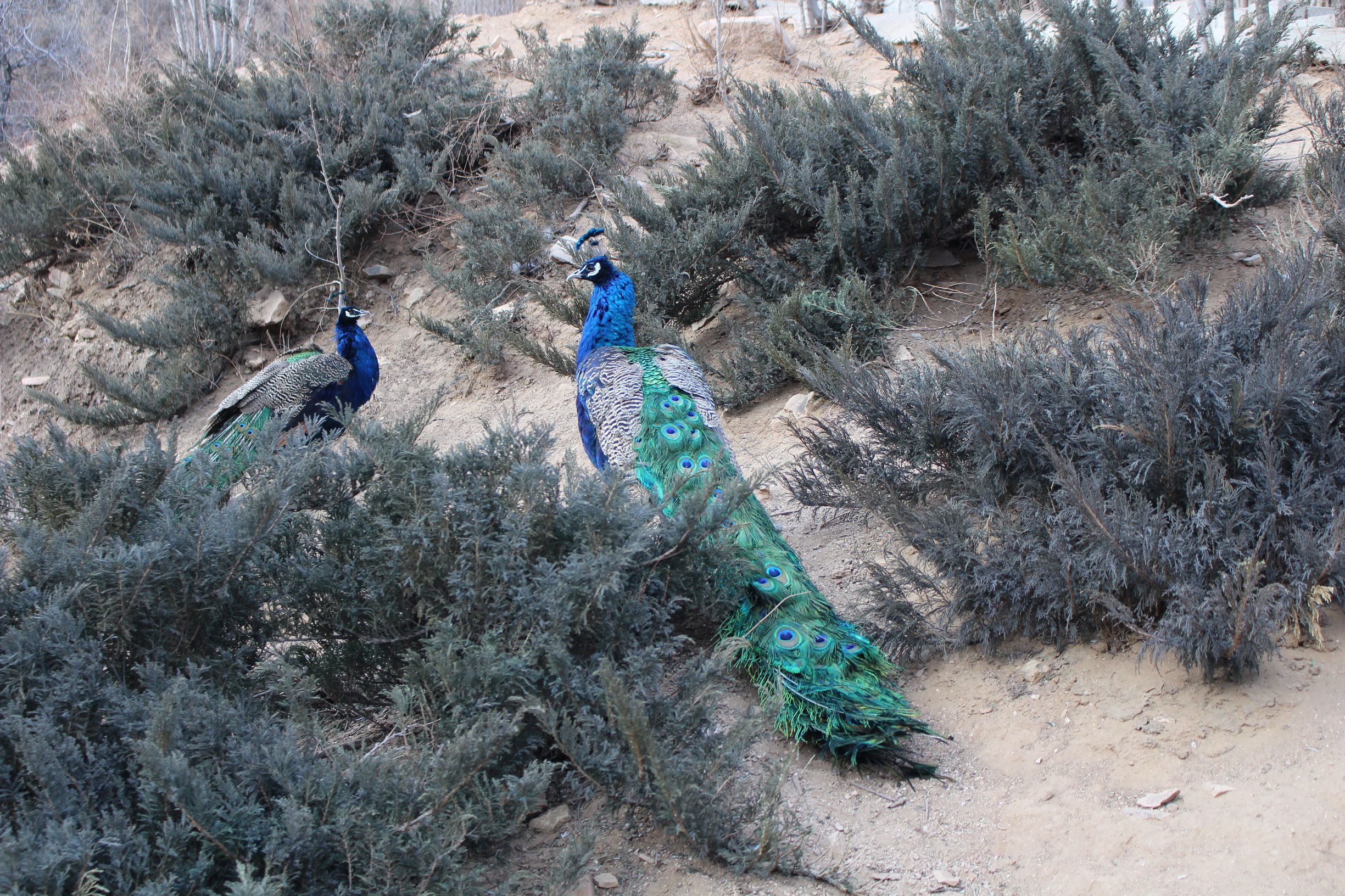 带你一起游北京,大兴野生动物园和八达岭哪个好玩