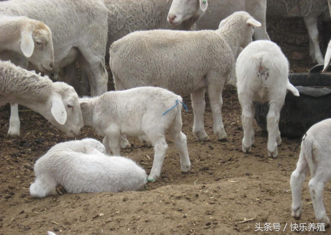 羊腿拐了什么原因,羊腿拐了是怎么回事