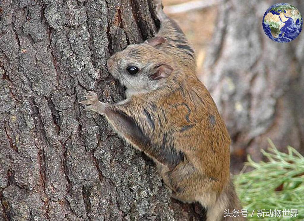 比黄金还贵的动物粪便,非常贵的动物粪便