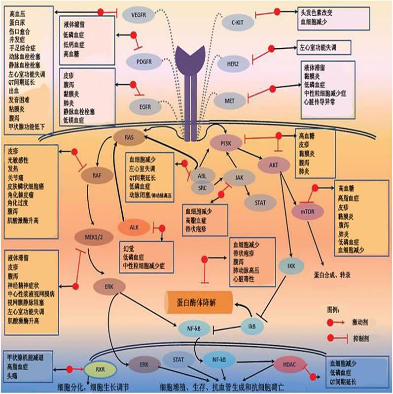 肿瘤不良反应怎么治疗最好,放个大招完整版教学