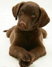 收藏狗狗的图片,收藏宠物集