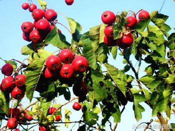 梁明霞天道酬勤书法作品,刘光霞的书法作品