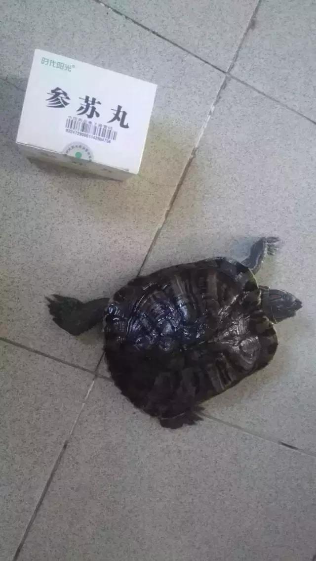 长沙宠物蜥蜴品种有哪些,别人家养的宠物蜥蜴食肉动物