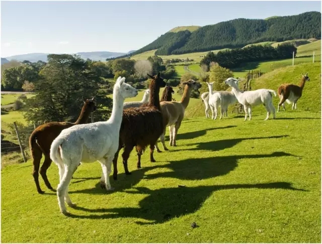 新西兰的另一面,久违的新西兰