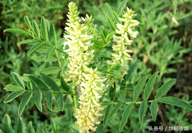 甘草十大功效,甘草泡水喝功效