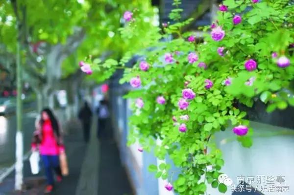 南京梅花赏花游记,好玩的摘草莓胜地打卡