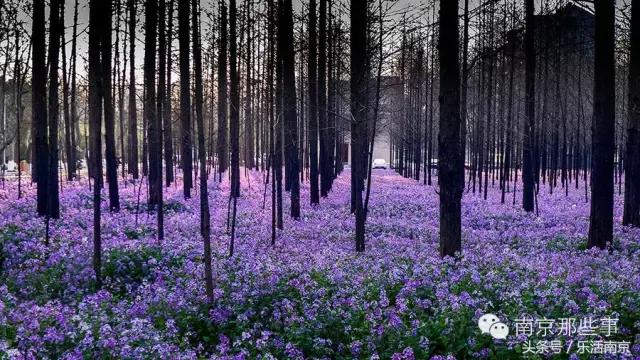 南京梅花赏花游记,好玩的摘草莓胜地打卡