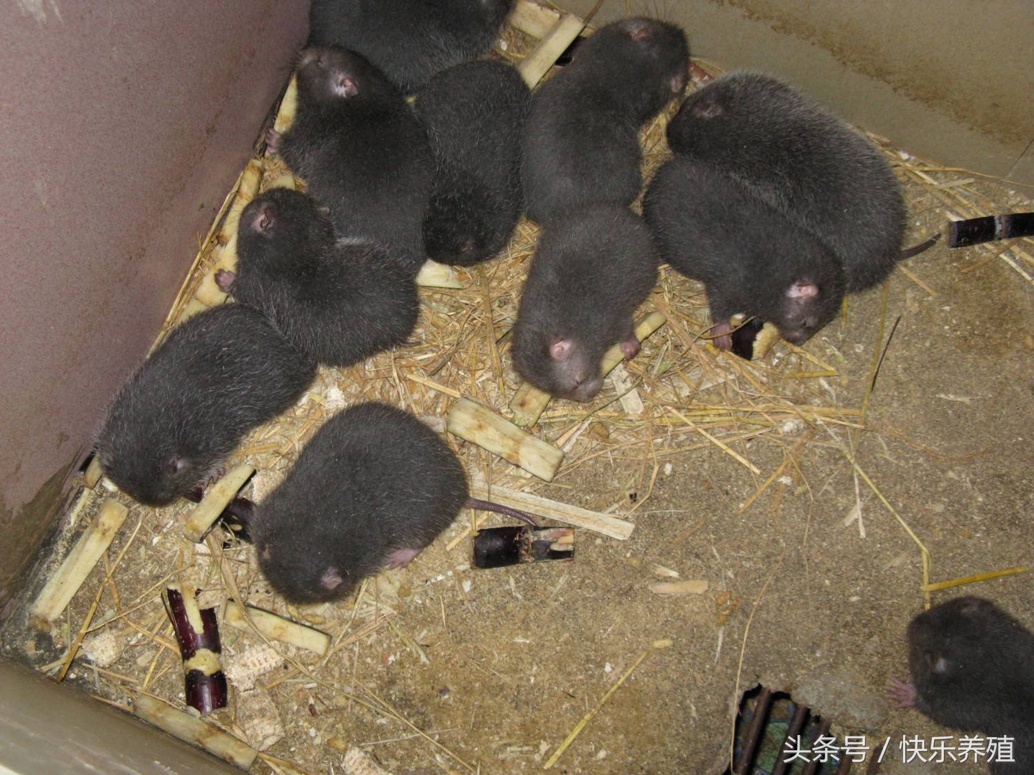 养殖竹鼠合法吗,农村养竹鼠致富案例