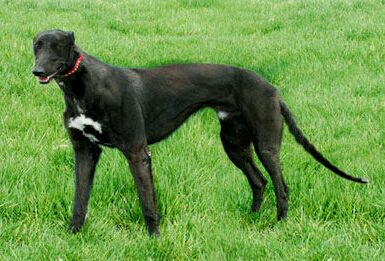 十大最值得养的土狗,最好养的十大土狗