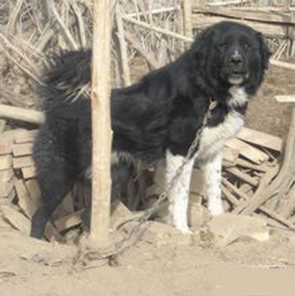 十大最值得养的土狗,最好养的十大土狗