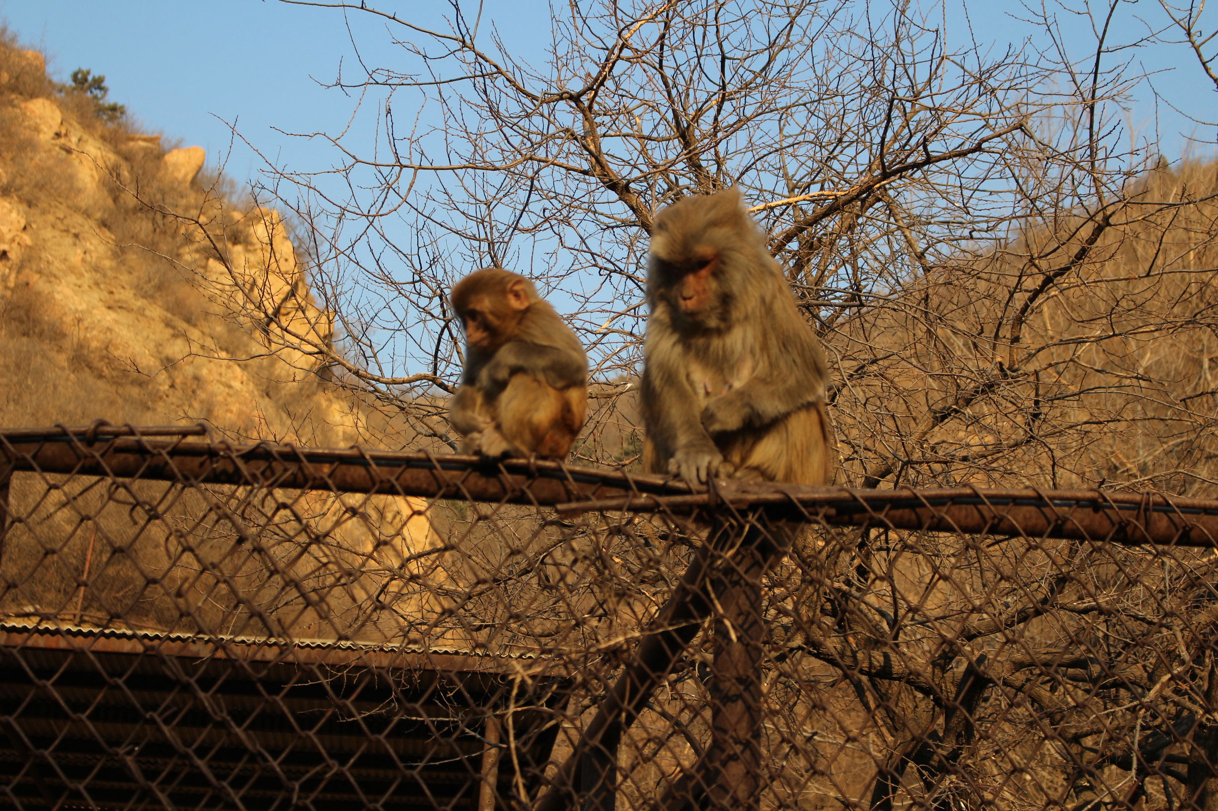 带你一起游北京,大兴野生动物园和八达岭哪个好玩