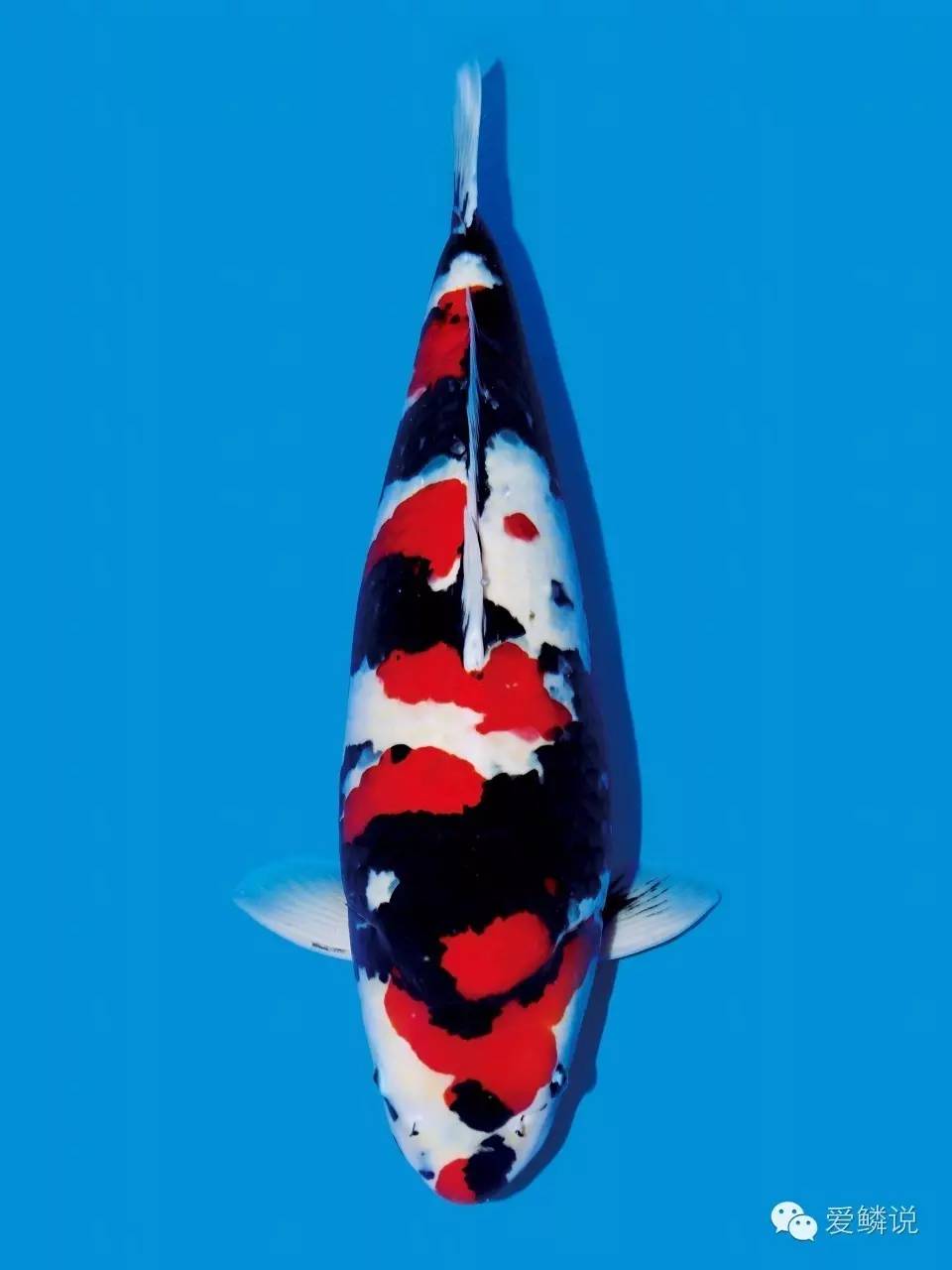 春天最容易得的十种疾病,春天高发的六种疾病