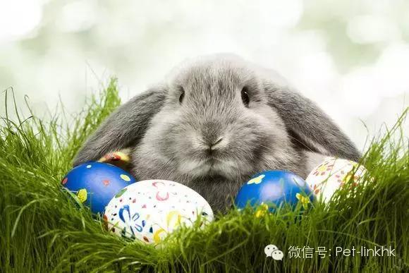 国内十大最受欢迎宠物排行,最受欢迎的宠物品种有哪些