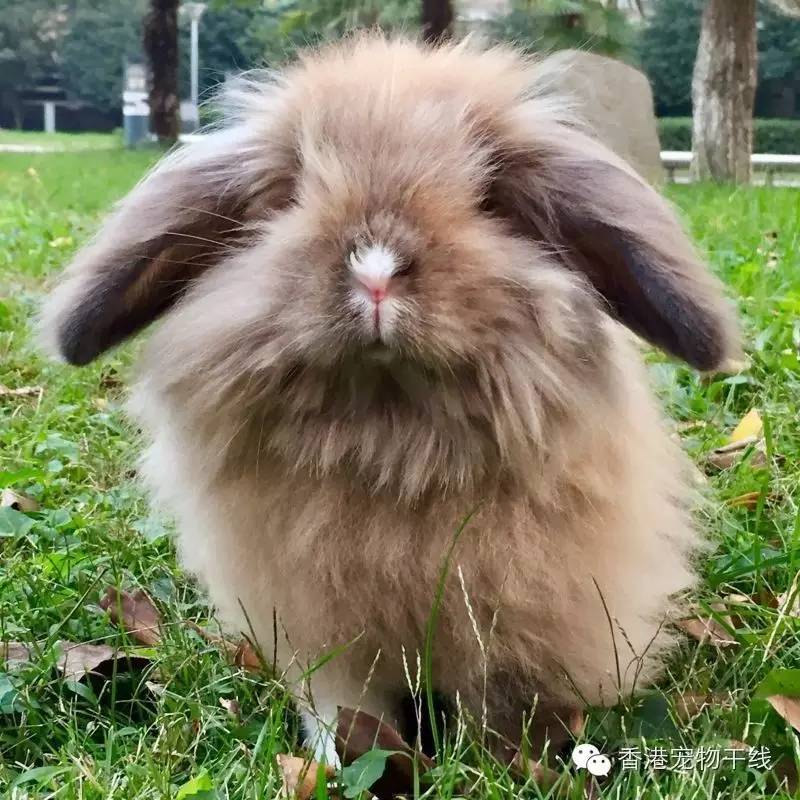 国内十大最受欢迎宠物排行,最受欢迎的宠物品种有哪些