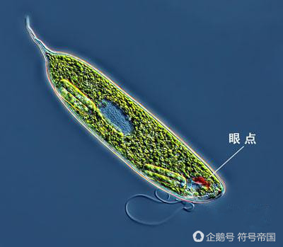 天眼真的有阴阳眼吗,神奇的眼睛真的存在吗