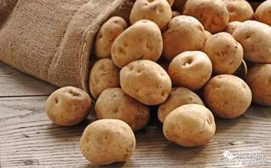 种菜土豆怎么种,阳台土豆种植技术全过程