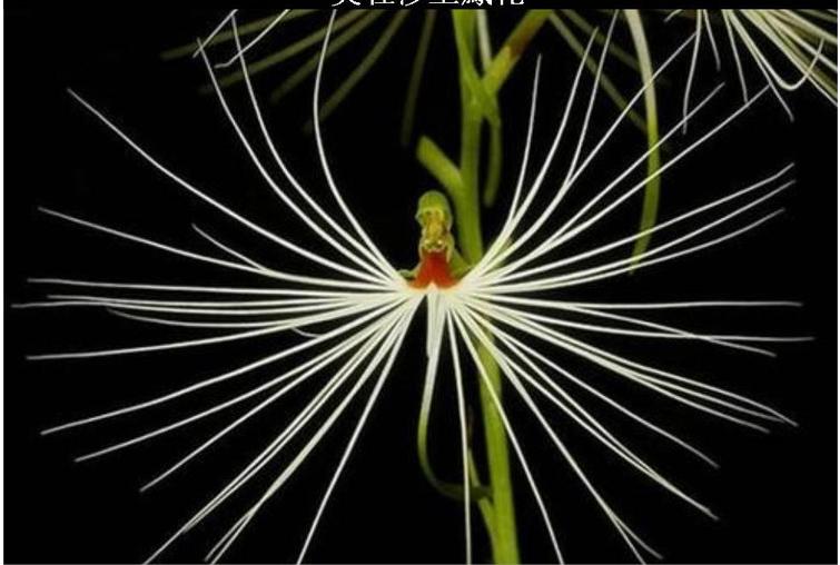 阳台种花招虫子怎么办,阳台种花有小飞虫怎么办