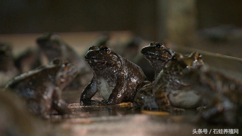 石蛙适合养殖海拔高度,石蛙养殖海拔多少最好