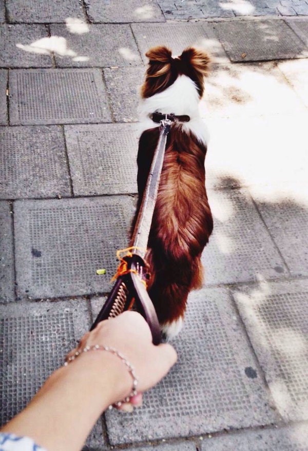 边牧这种狗到底有多聪明,边牧的智商真的有6-8岁那么高吗