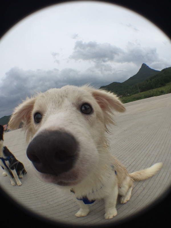 边牧这种狗到底有多聪明,边牧的智商真的有6-8岁那么高吗