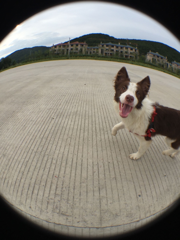 边牧这种狗到底有多聪明,边牧的智商真的有6-8岁那么高吗