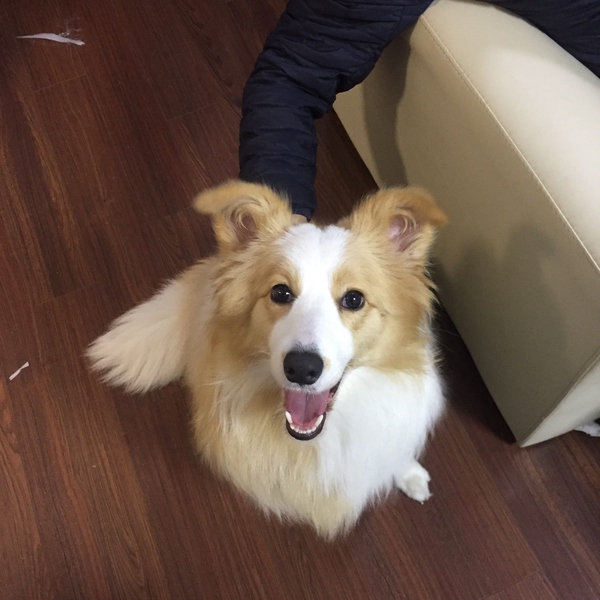 边牧这种狗到底有多聪明,边牧的智商真的有6-8岁那么高吗