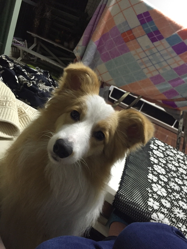 边牧这种狗到底有多聪明,边牧的智商真的有6-8岁那么高吗