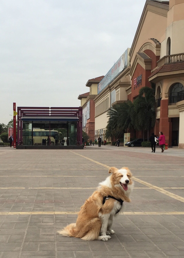 边牧这种狗到底有多聪明,边牧的智商真的有6-8岁那么高吗