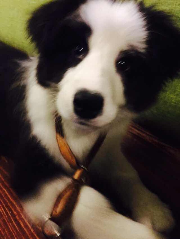 边牧这种狗到底有多聪明,边牧的智商真的有6-8岁那么高吗