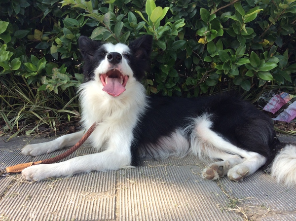 边牧这种狗到底有多聪明,边牧的智商真的有6-8岁那么高吗