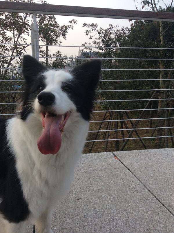 边牧这种狗到底有多聪明,边牧的智商真的有6-8岁那么高吗