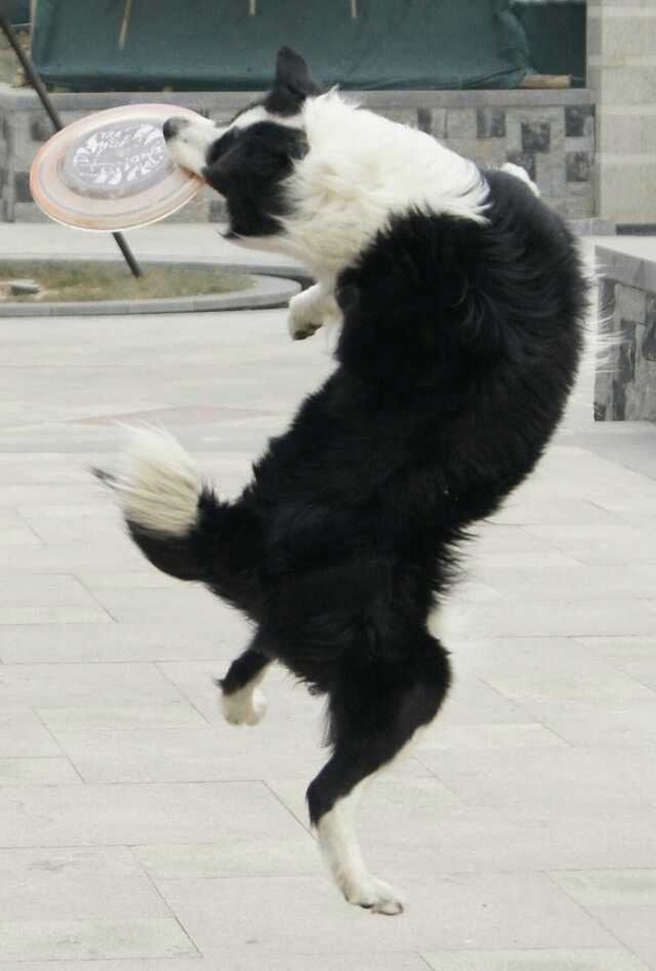 边牧这种狗到底有多聪明,边牧的智商真的有6-8岁那么高吗