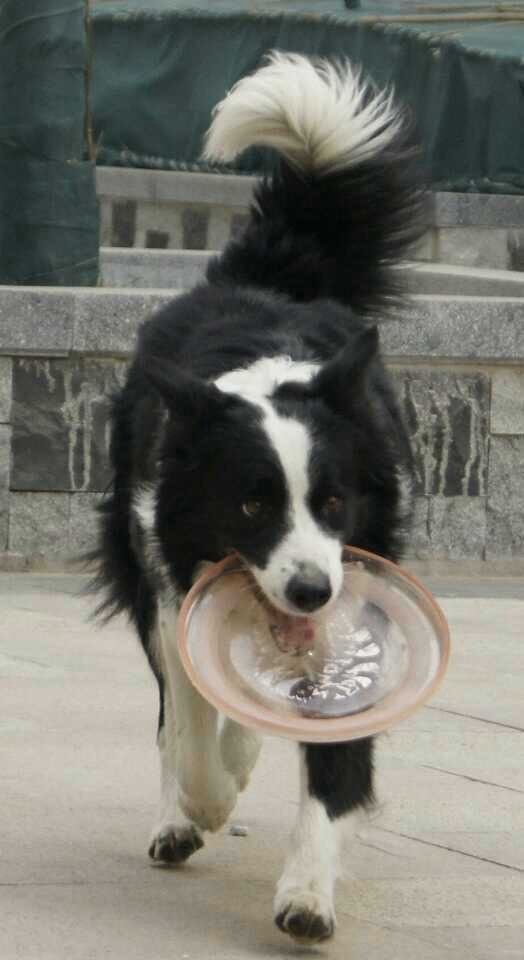 边牧这种狗到底有多聪明,边牧的智商真的有6-8岁那么高吗