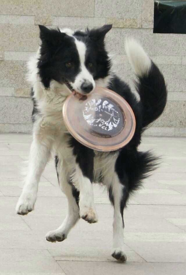 边牧这种狗到底有多聪明,边牧的智商真的有6-8岁那么高吗