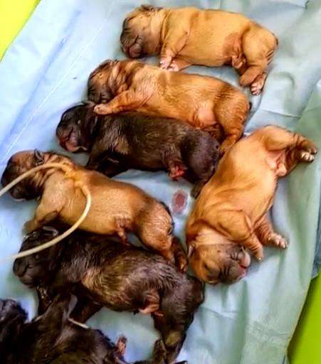 给牛剖腹产,给牛做剖腹产需要多少钱