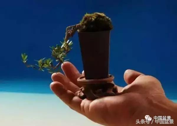 盆景知识与交流,养花知识大全小盆景