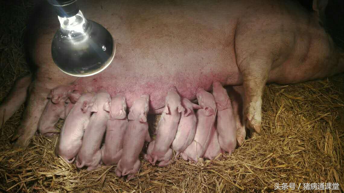 母猪诱导分娩的方法,母猪诱情剂对人有什么影响