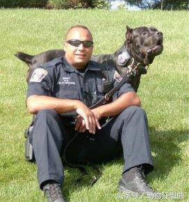 又帅又霸气的猛犬,猛犬长大后有多霸气