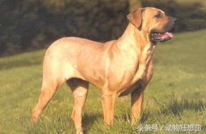 又帅又霸气的猛犬,猛犬长大后有多霸气