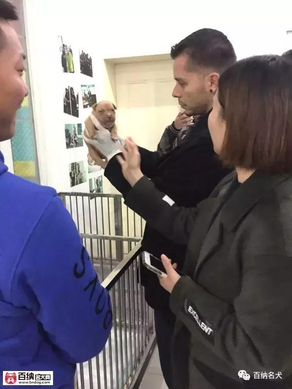 佳犬需近赏，上海包子恶霸犬舍再造围观！