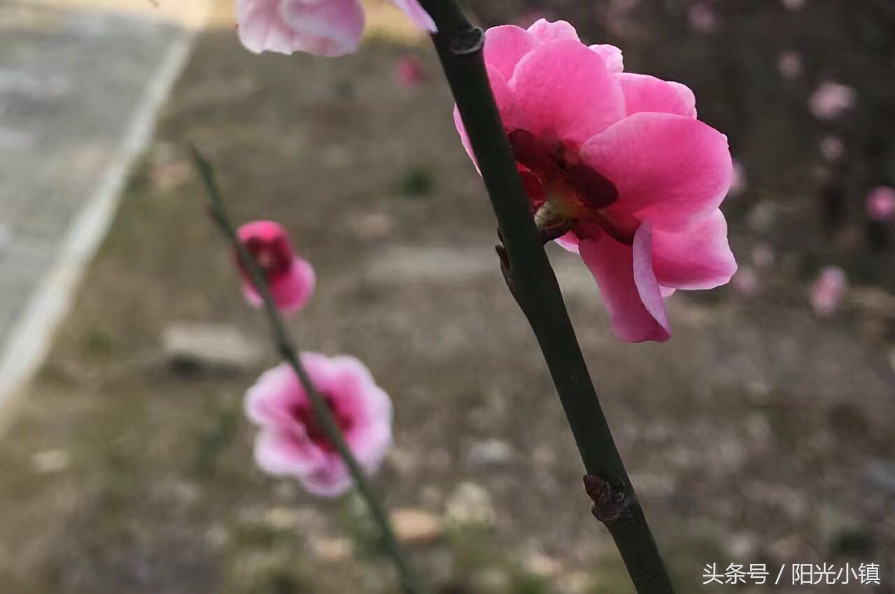 鎴戠殑鑹伴毦鏃ュ瓙,鎴戠殑鑹伴毦宀佹湀