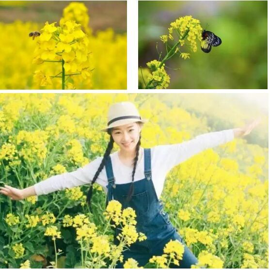 田野音乐会空降清逸园，花海与音乐，约不约？